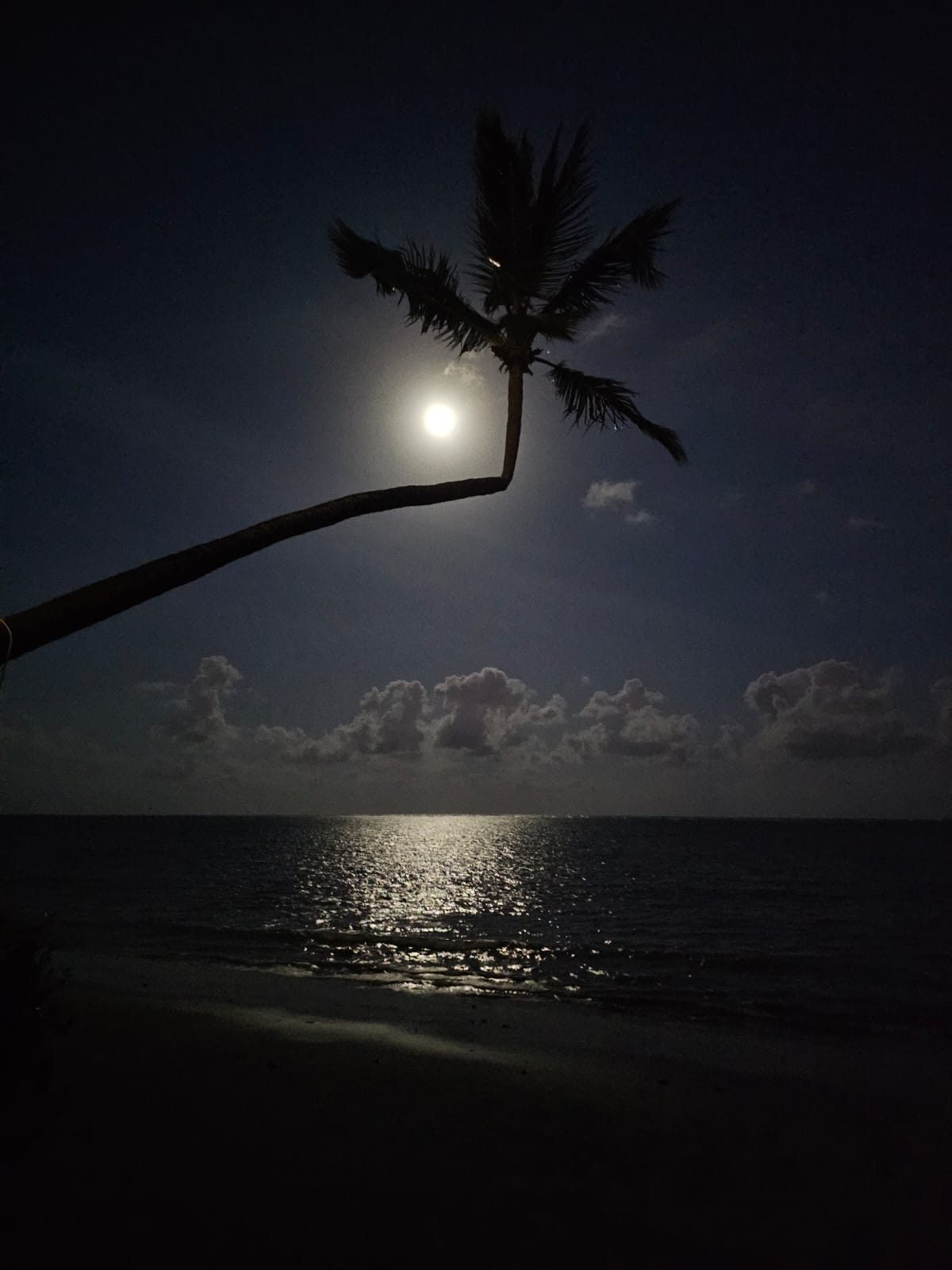 Coqueiro inclinado sobre o mar à noite, com a lua cheia refletida na água